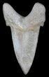 Auriculatus Shark Tooth - Dakhla, Morocco #35857-1